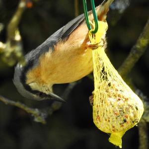 Wood Nuthatch