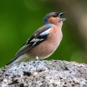 Eurasian Chaffinch