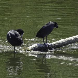 Common Coot