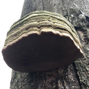 Tinder Polypore