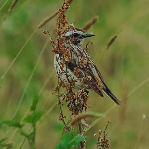 Whinchat