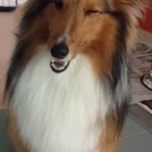 Shetland Sheepdog