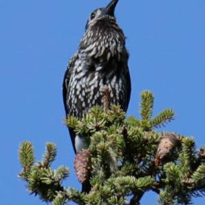 Spotted Nutcracker