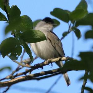 Blackcap