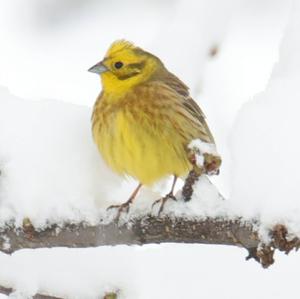 Yellowhammer