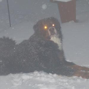 Bernese Mountain Dog