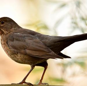 Eurasian Blackbird