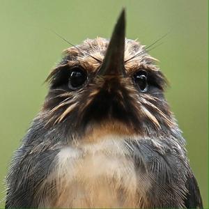 Three-toed Jacamar