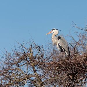 Grey Heron