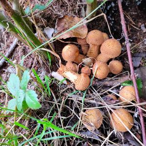 Scaly Pholiota