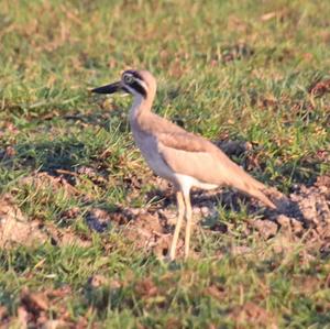 Great Thick-knee