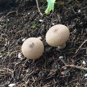 Gem-studded Puffball