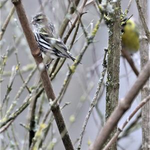 Eurasian Siskin