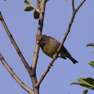 European Greenfinch