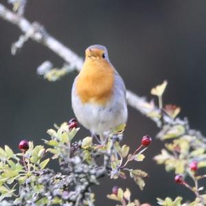 European Robin