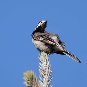 White Wagtail