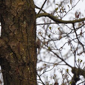 Short-toed Treecreeper