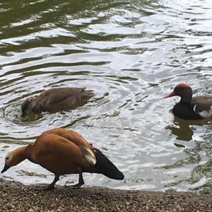 Red-crested Pochard