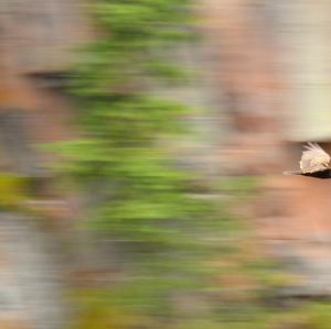 Turkey Vulture