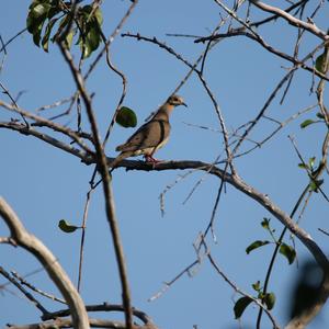 Mourning Dove