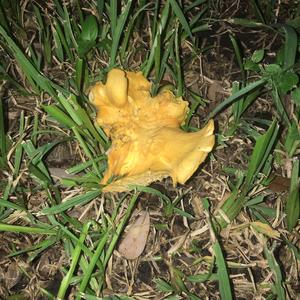 Chanterelle, Common