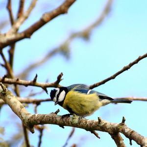 Blue Tit