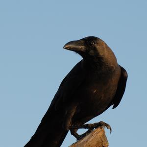 Common Raven