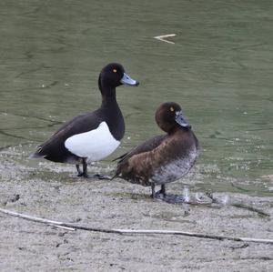 Tufted Duck