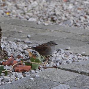 Hedge Accentor