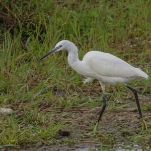 Little Egret