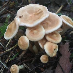 Funnel Clitocybe