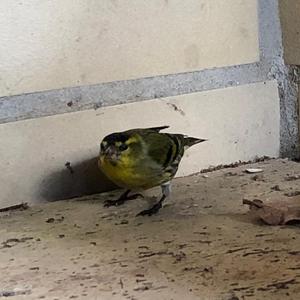 Eurasian Siskin