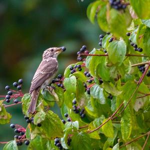 Spotted Flycatcher