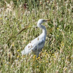 Cattle Egret