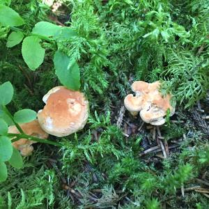 Hedgehog Fungus, Common