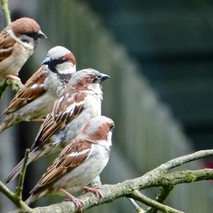 House Sparrow