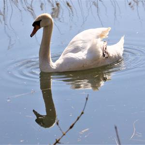 Höckerschwan