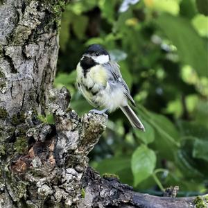 Great Tit