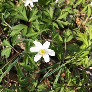 Unknown Species