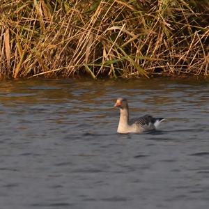 Greylag Goose