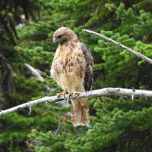 Rotschwanzbussard