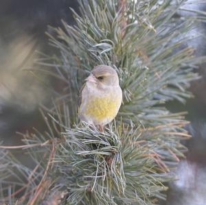 European Greenfinch