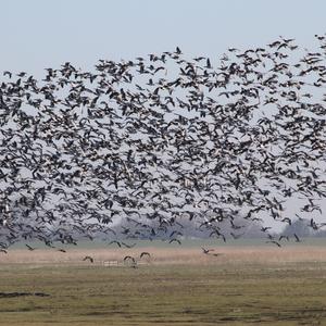 Barnacle Goose