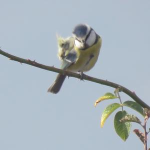 Blue Tit