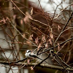 Long-tailed Tit