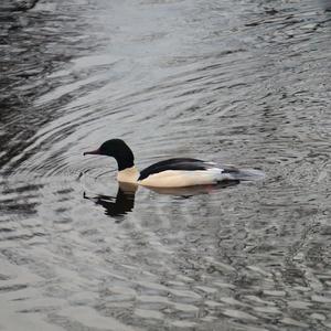 Common Merganser