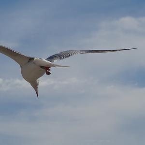 Black-headed Gull