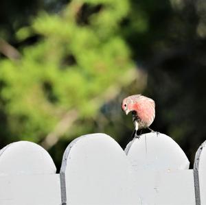 House Finch