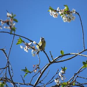 Blue Tit