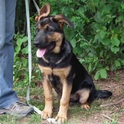 German Shepherd